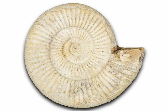 Jurassic Ammonite (Perisphinctes) Fossil - Madagascar #337695